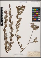 Salix aurita L. x Salix starkeana Willd.